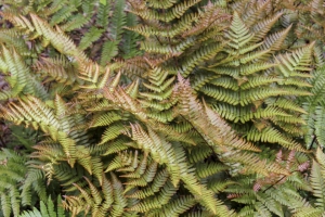 Fern Dryopteris 'Brilliance'